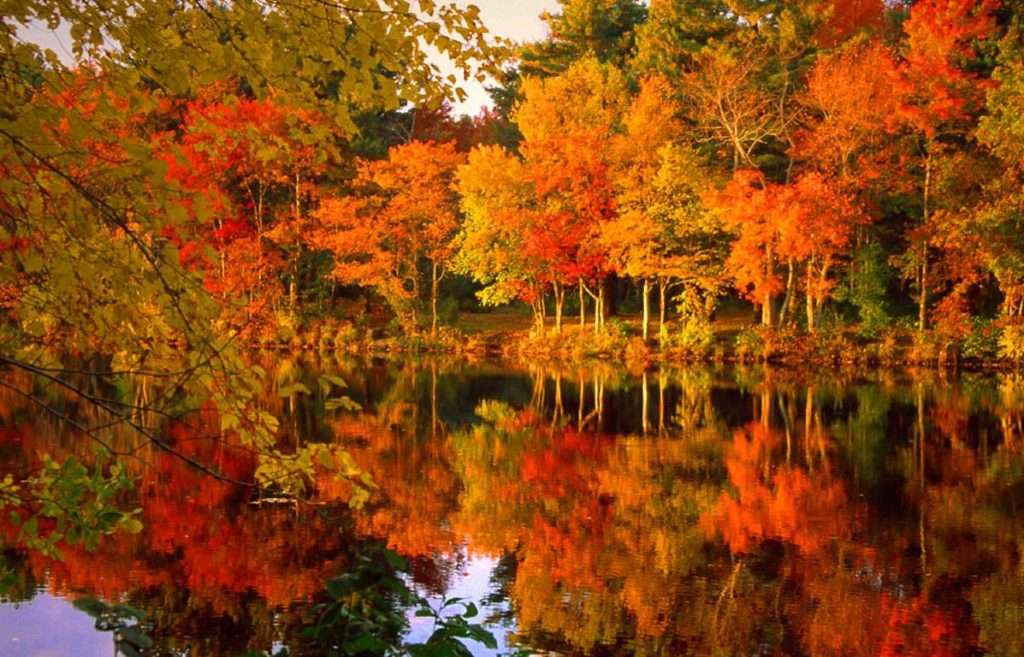 Bright orange fall trees and their reflection on a still lake.